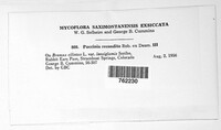 Puccinia recondita image